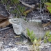 iguana_rock_lwc_provo_h_0006_tci0006.jpg